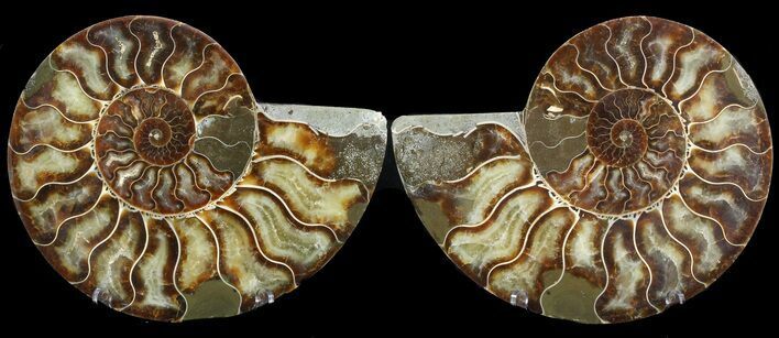 Cut & Polished Ammonite Fossil - Agatized #47719